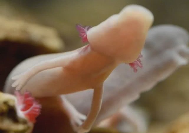 『科学家』7年不吃不喝不动，12.5年才交配一次的洞螈，图啥？