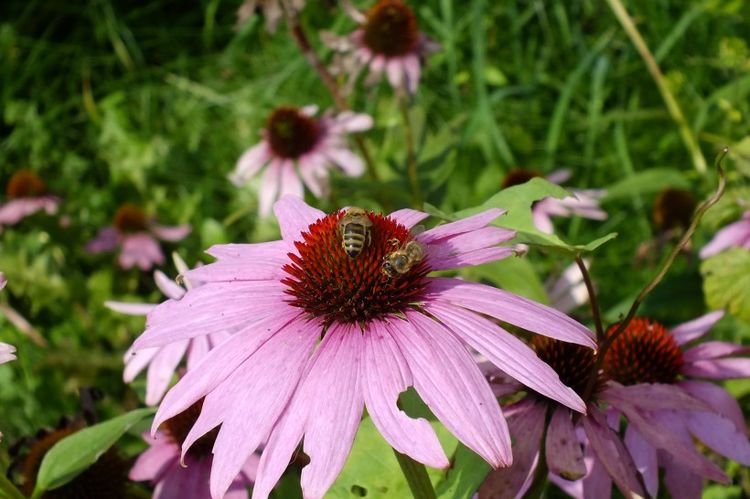 生肖|8月开始前程一片光明，喜事一箩筐，如沐春风的四大生肖