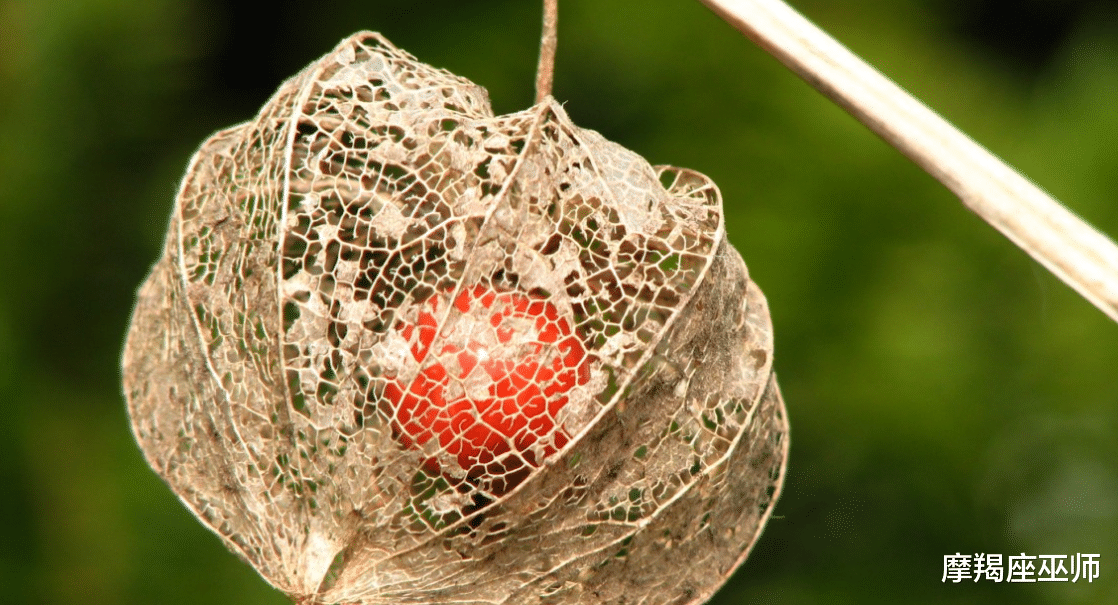 狮子座|11月，前任从未走远，撩拨心弦，爱意执着，难以放弃，再续前缘