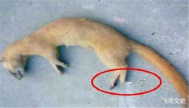 火星|为何长辈都说黄鼠狼不能杀？科学研究表明，原来真的不能杀