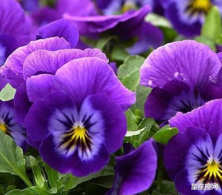 豺狼陷阱|哪些日子出生的人，性格成熟稳重，做事有担当，8月后被委以重任