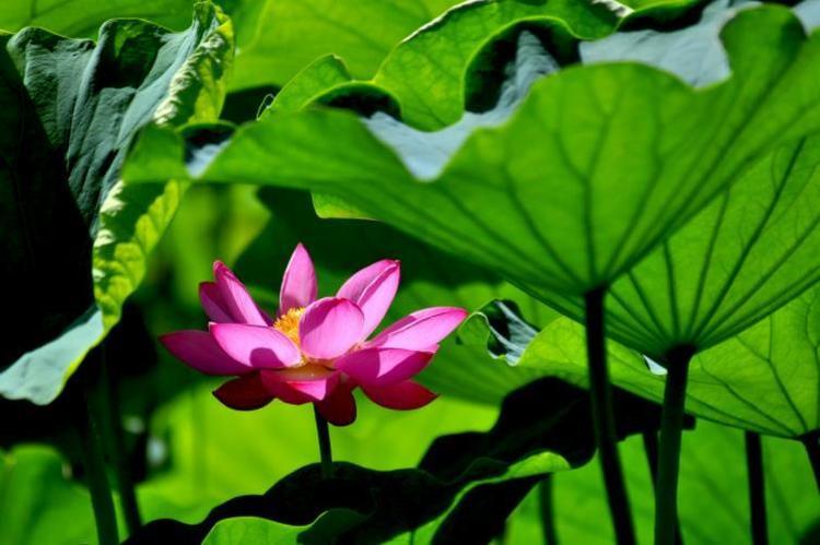 运势|9月开始横财不断，祥云天上绕，事事顺心，做梦都笑醒的四大属相