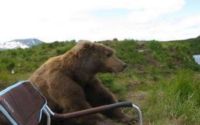 俄罗斯|俄罗斯男子在钓鱼,跑过来一头大棕熊,非常礼貌的坐在一边观看