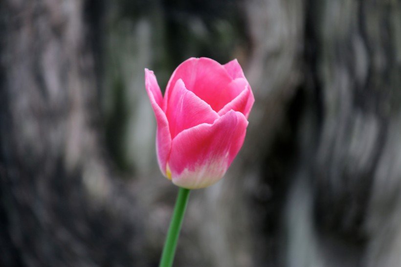 生肖|9月24号开始福运满堂，咸鱼翻身，3生肖吉星高照，日子越来越旺