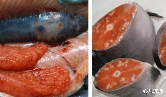 「核泄漏」核泄漏有多可怕?看看日本这些鱼的样子,你可能会呆住