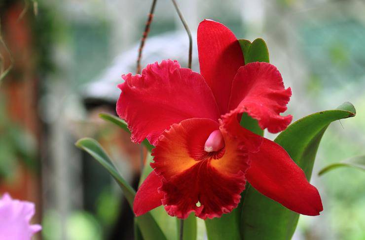 #生肖#7月开始好运加持,财运连连爆发,财源广进的生肖