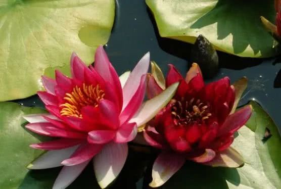 『大富大贵』6月下旬好消息传来,4属相喜上眉梢,事业越来越顺,大富大贵