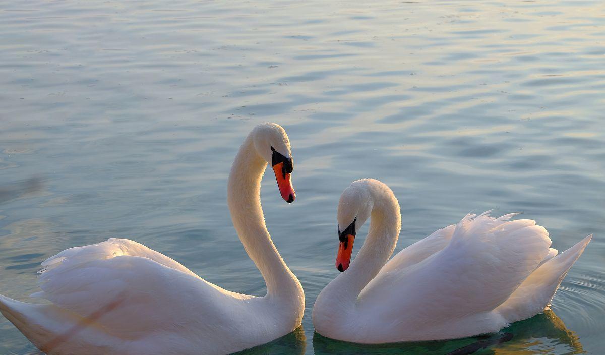天蝎座|10月初，巧遇心动之人，有望找到炙热爱情的星座