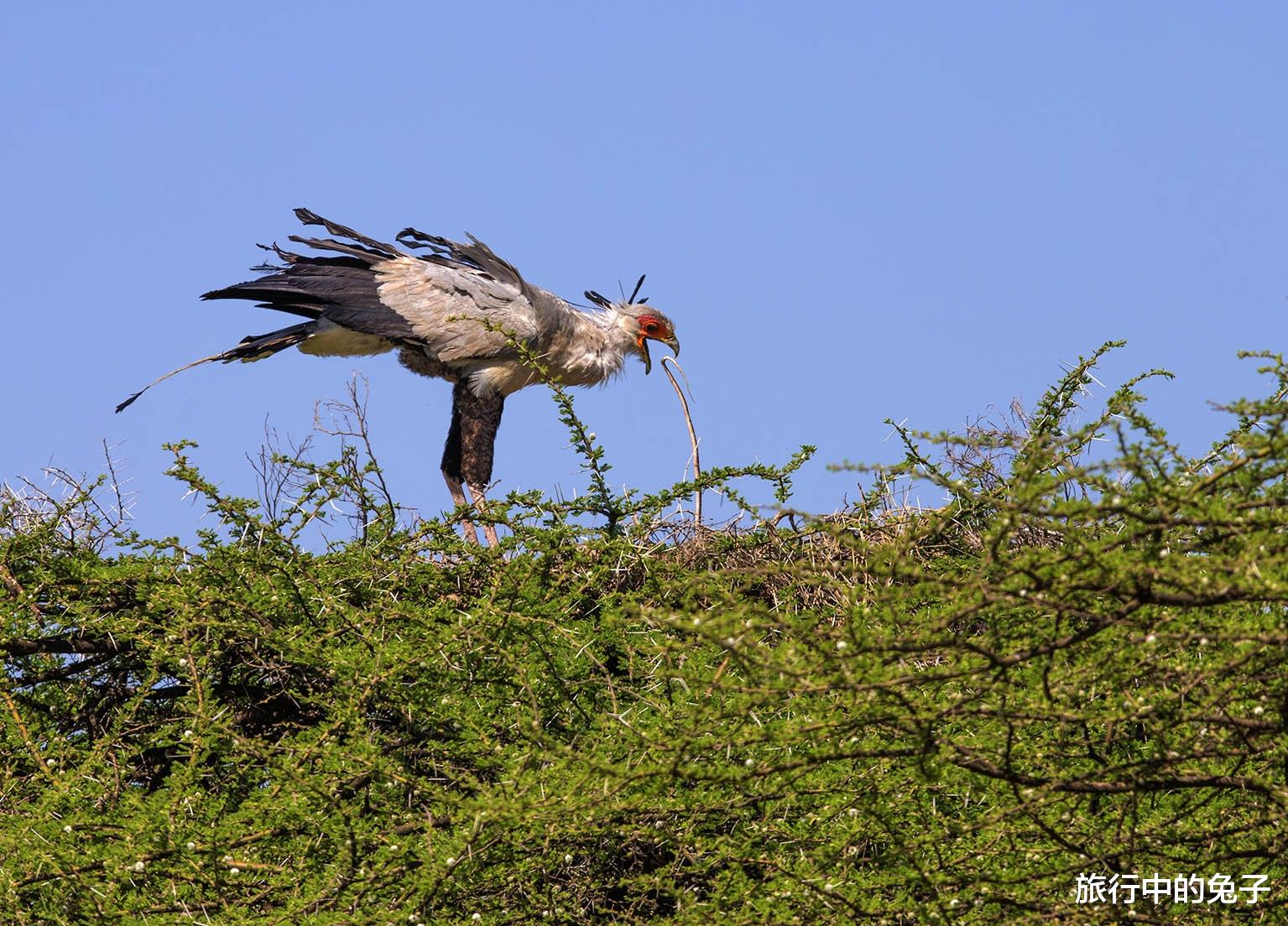 毒蛇|毒蛇7大克星!碰到他们,只有束手就擒