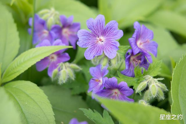 生肖|在9月份，红鸾心动，再度牵手，不离不弃的三大星座