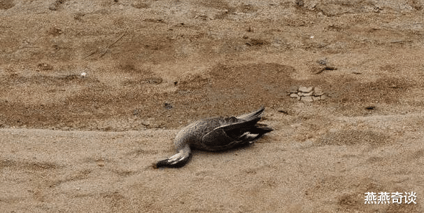 『』麻雀的寿命有多长,为什么很少见到死去的麻雀?看完总算明白了