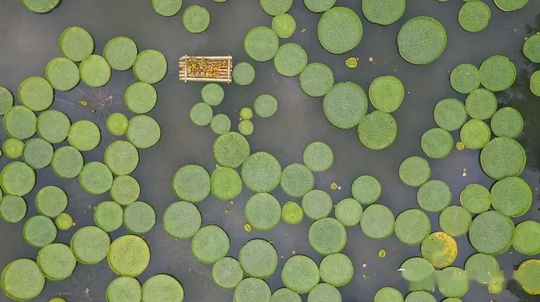 [西双版纳]一叶王莲做轻舟！云南西双版纳王莲竟可以托起傣族成年美女（图）