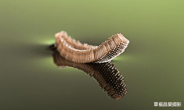 蚊子|冬天时候蚊子没有了,它们去了哪里呢?