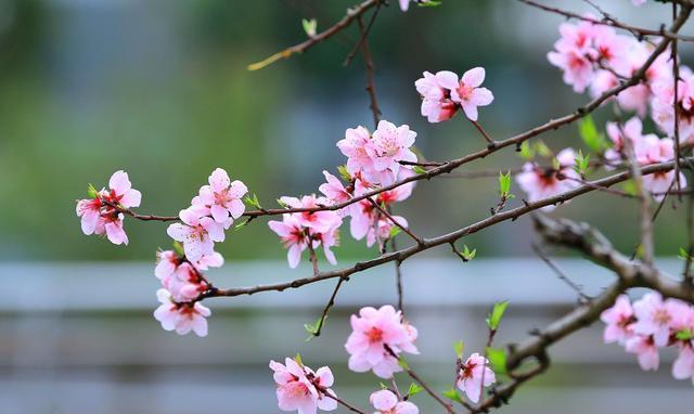 运势|11月下旬，“桃花运”即将盛开，这四个星座别错过哦！