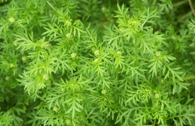 #生肖#让男人又爱又恨的四个生肖女，充满神秘感，漂亮温柔还会捉弄人！