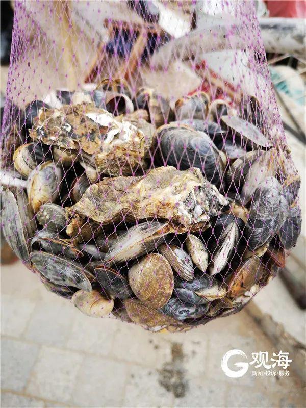 光明网视频|“一挖一麻袋”！原来青岛大姨都在这赶海