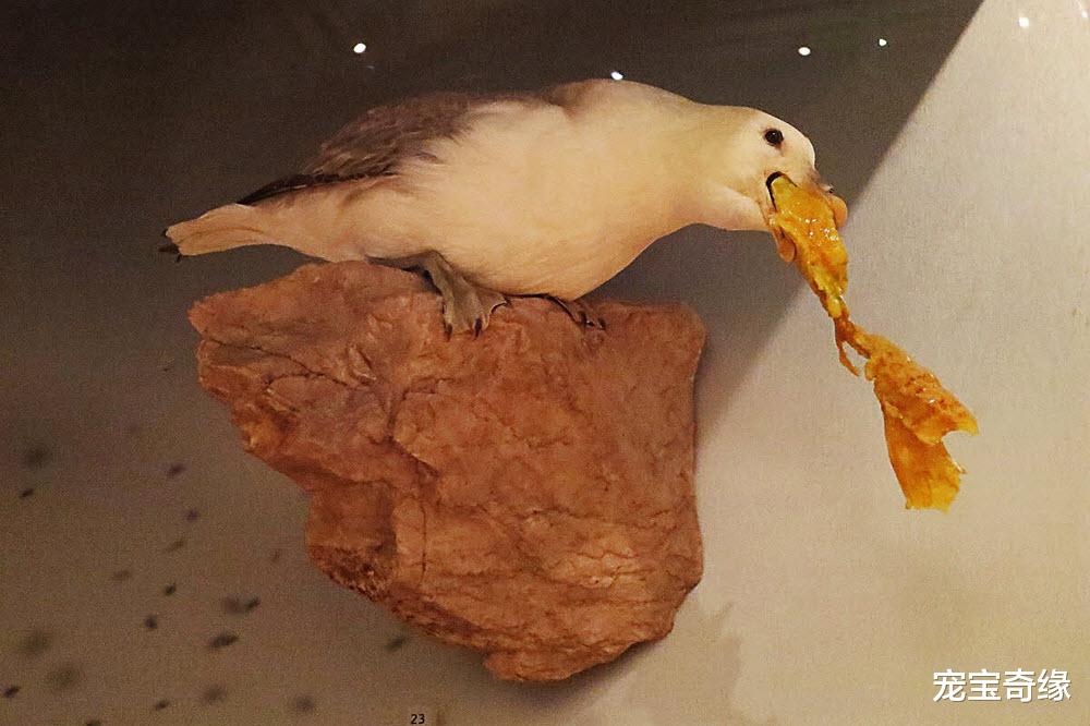 老虎|可爱的动物们也有一些不为人知的“黑”事实，你想不到哦（一）