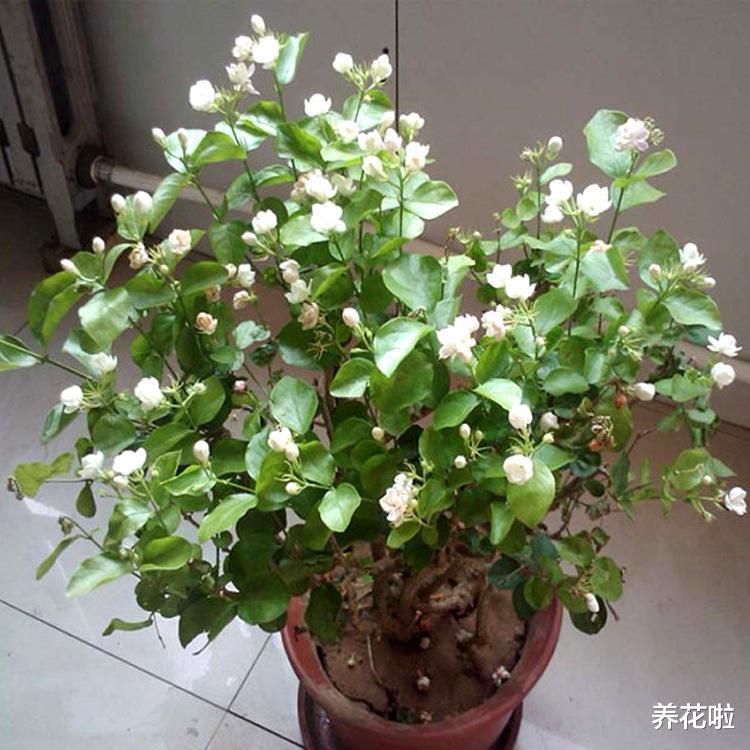 |卧室能养花吗？4种花，不仅好看还利于健康