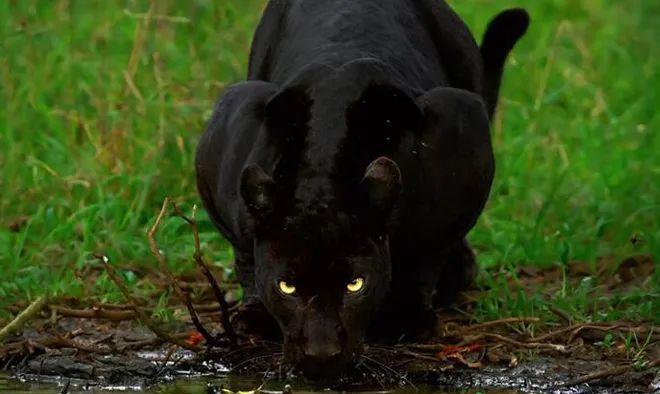 花豹|稀有黑豹携伴侣现身森林，齐头转向看镜头，画面相当罕见！