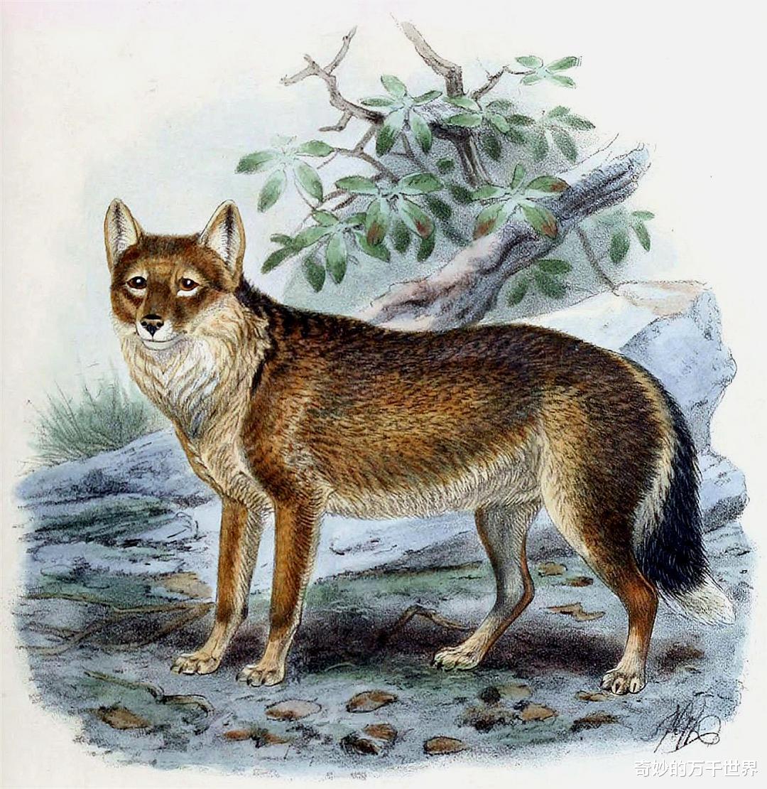南极狼,从命名到灭绝仅用112年,成为首例已知灭绝的犬科动物