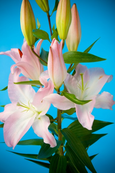 「生肖」7月开始，十里桃花千里情，与旧爱两厢情愿，天荒地老修姻缘生肖