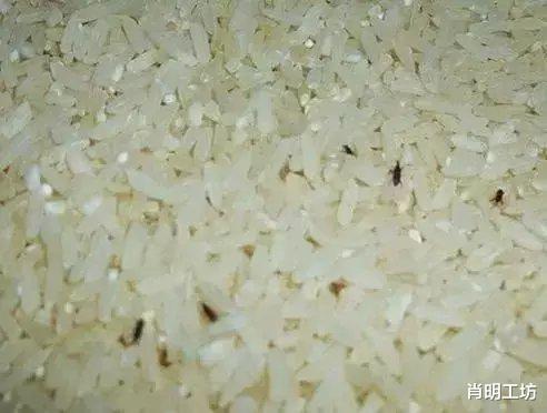 「大象」世界上最小的“象”，一生不用喝水，危害很大我国南方最多