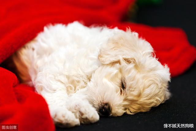 比熊睡觉的姿势，会暴露自己的性格与主人的关系！你家是哪种？