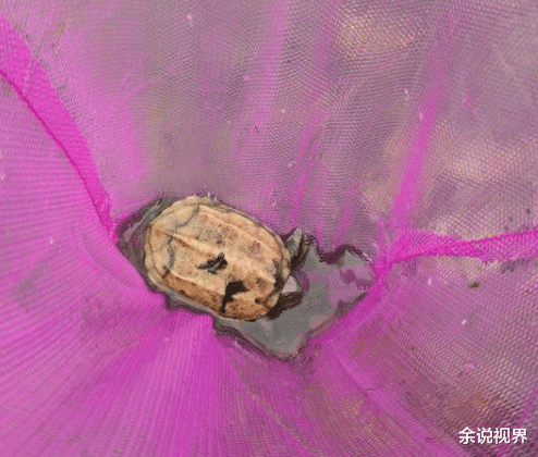 南湖|乌龟成灾？武汉南湖乌龟成群聚会，当地老乡：一会儿钓了十几只