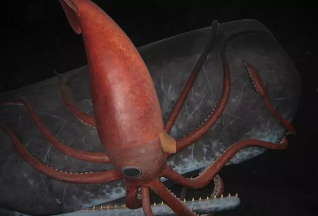 #大王乌贼#传说北海巨妖克拉肯长达155米，重330吨，形似小岛，是否真存在？