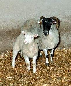 科学家▲为何如今很少提“克隆”了?看下“多莉”的一生,或许就能明白