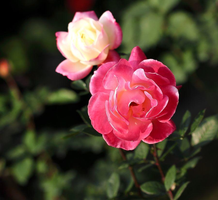 [双鱼座]有些星座性格太软，总容易妥协，会被欺负