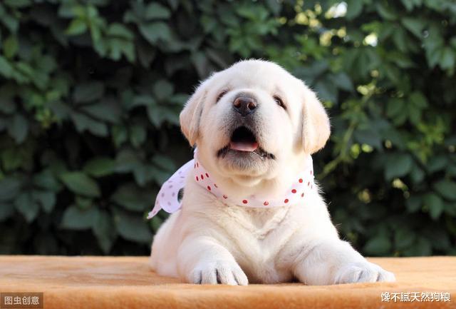 7条“害狗不浅”的养狗习惯，身为铲屎官的你，中了几条呢？