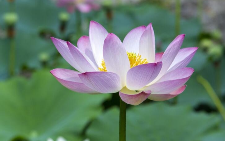 狮子座|3大生肖好运入宅,10天内横财如雨,收获大满贯