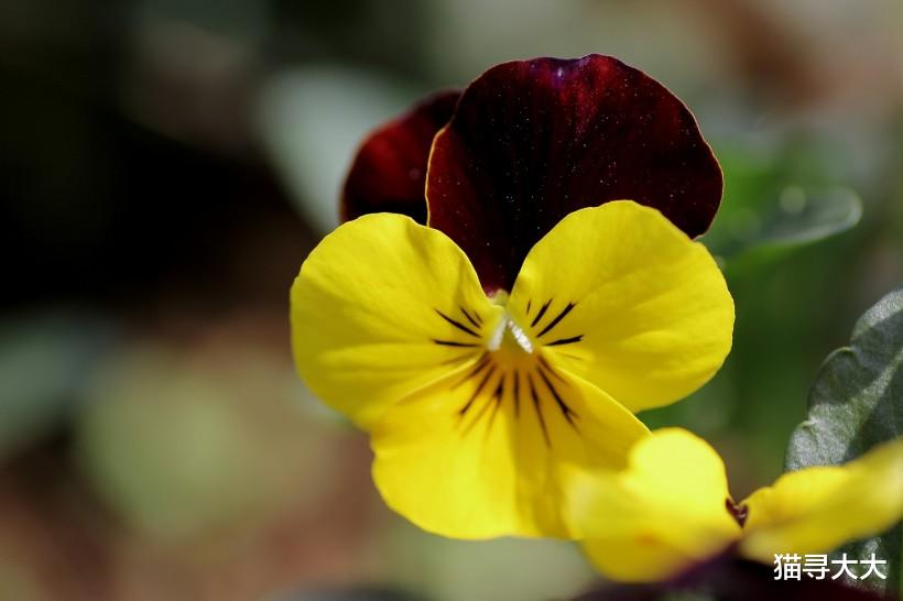 生肖|7月底，姻缘逆袭，桃花重现，4大生肖解除防备，幸福回头