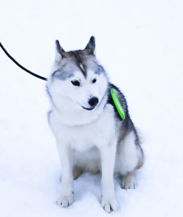 南京宠物旅游：趁时光正好，带着狗狗去旅行