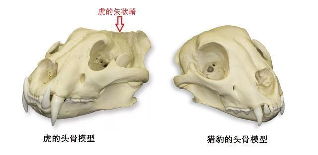 「」猎豹:为了速度放弃太多了,成为非洲草原受气包