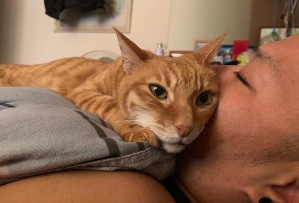 猫奴梦见超大毛毛虫，隔天看照片才知道，都是猫咪的爱