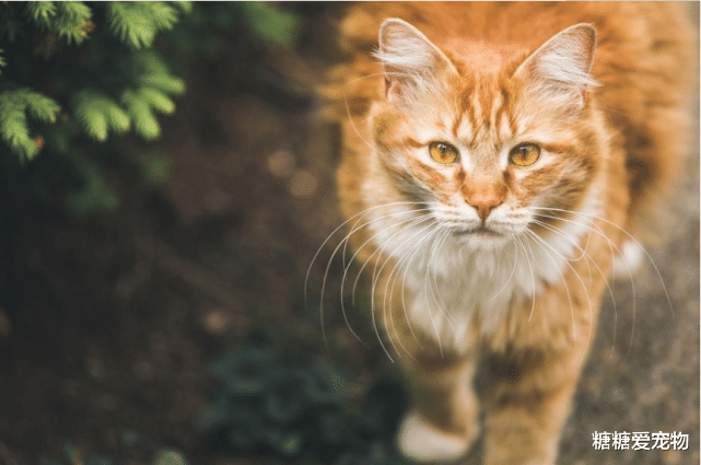 可能这些猫你真的不敢撸，长相彪悍气质凶，一看就惹不起！