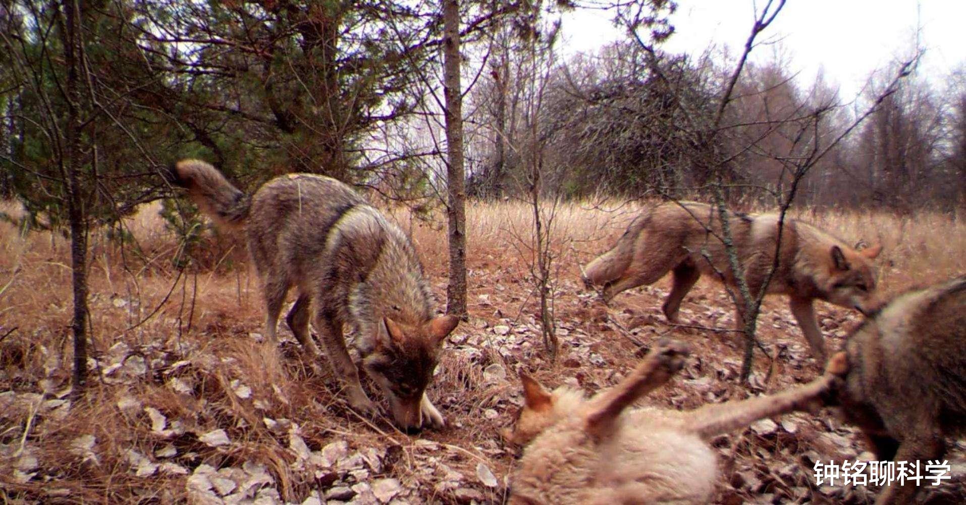 核辐射@从切尔诺贝利逃出了一只“变异狼”,它会对世界产生什么样威胁?