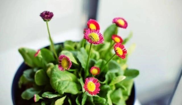 白羊座@三月底桃花运逆转，3星座不再苦苦坚持，放下旧爱开启新生活