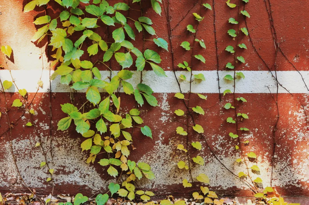 [辽宁省]美过三亚！比厦门浪漫！中国这座海滨老城，去一次相当于环游世界！