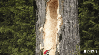 千疮百孔|啄木鸟把树木搞得千疮百孔，到底是好鸟还是坏鸟？它们可不简单