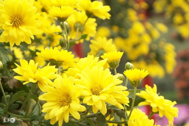 #运势#26号后必升官发财，贵人多多，横财天降，好运追随20年4月底的3生肖