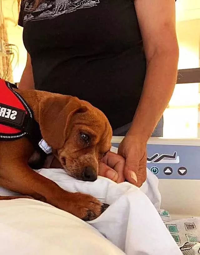 “生病住院，最放不下我的是我的狗”