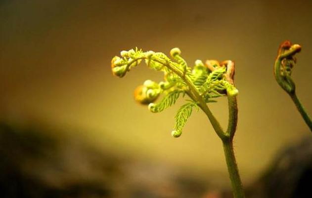 科学家|人临死前会看到什么？154名“起死回生者”的回答，让专家十分兴奋