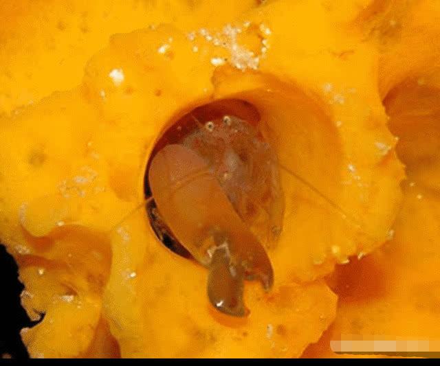 []自然界自带“枪支”的动物——枪虾