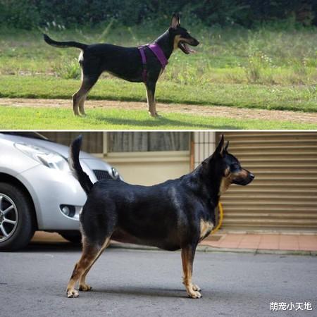 米克斯走样照！结扎后暴风式发福，肥美肚肉摊一地