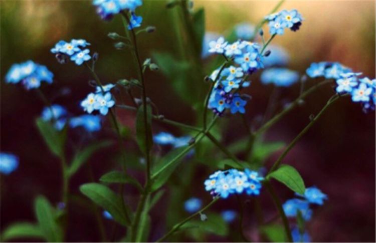 『星座配对』傻人有傻福，心地善良的三大生肖，总是吃亏，却越过越好