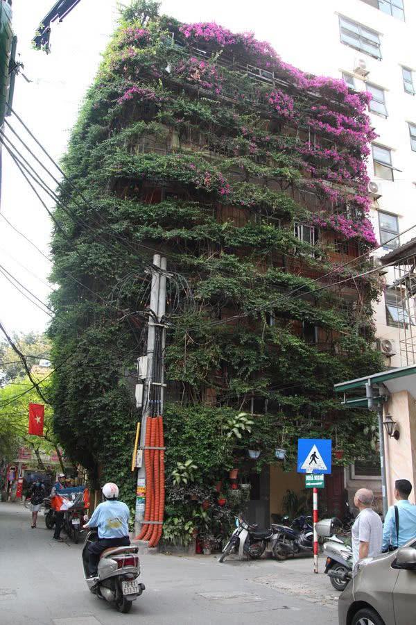 「」?男子花30年培育的绿植如今已覆盖5层楼，称自己是在做善事