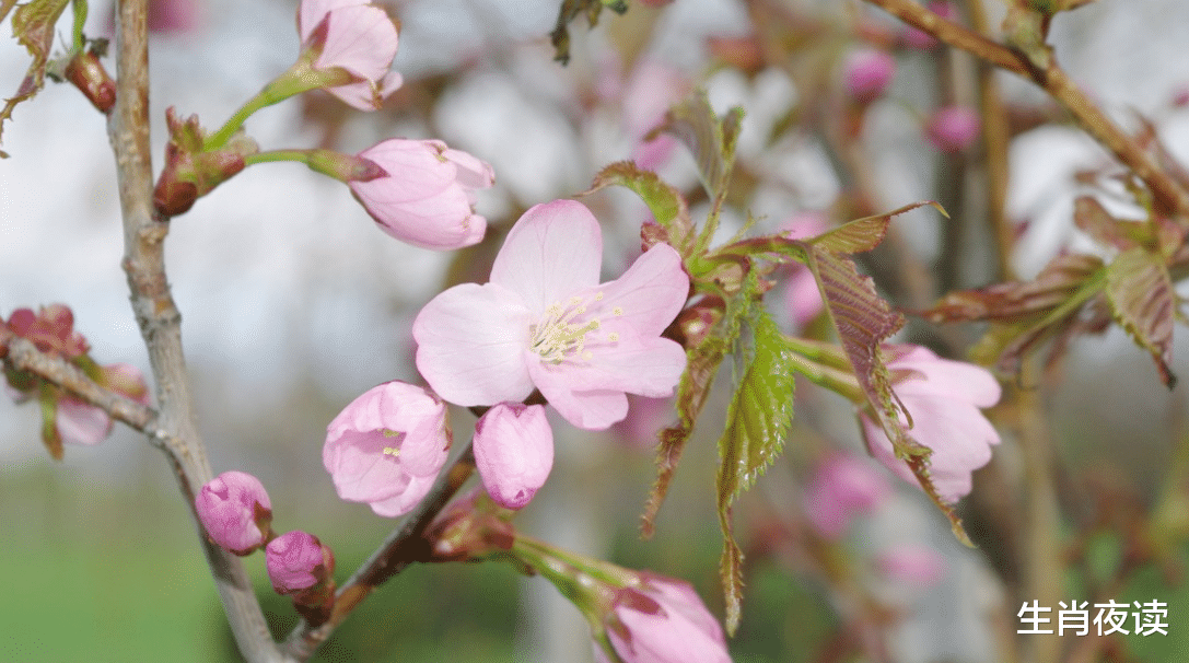 |11月下旬,前任为爱煎熬,不负故人深情,红鸾星动,情牵梦绕